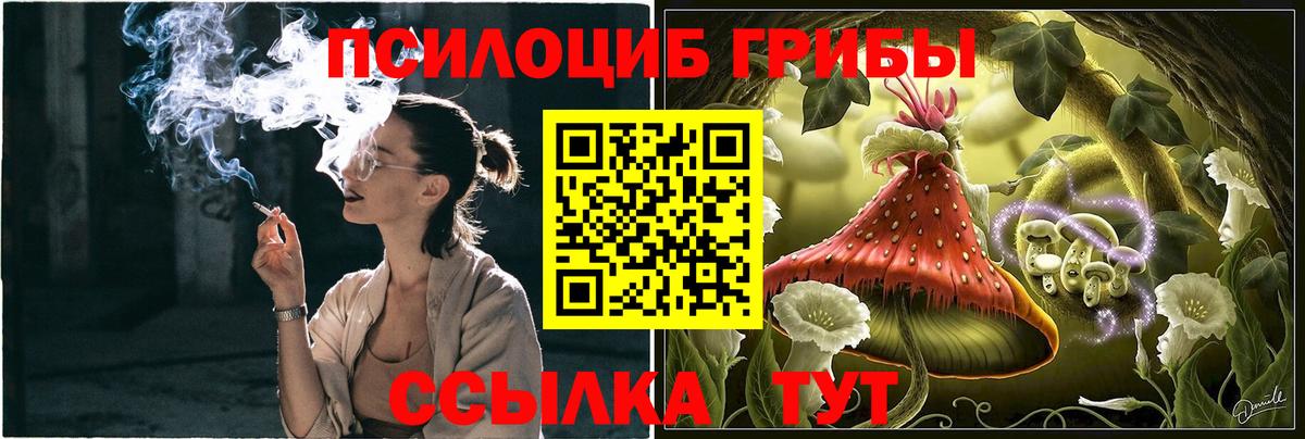 Псилоцибиновые грибы Cubensis Кудымкар
